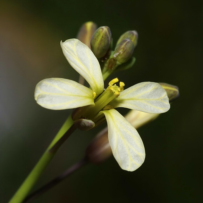 Brassica tournefortii.11