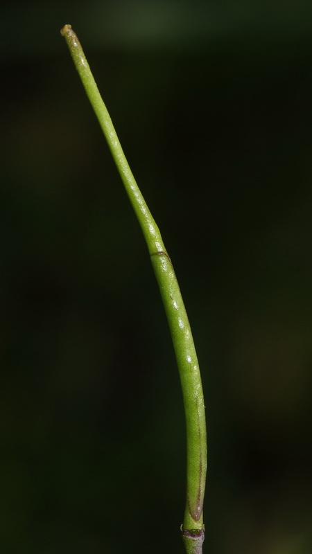 Brassica tournefortii.12