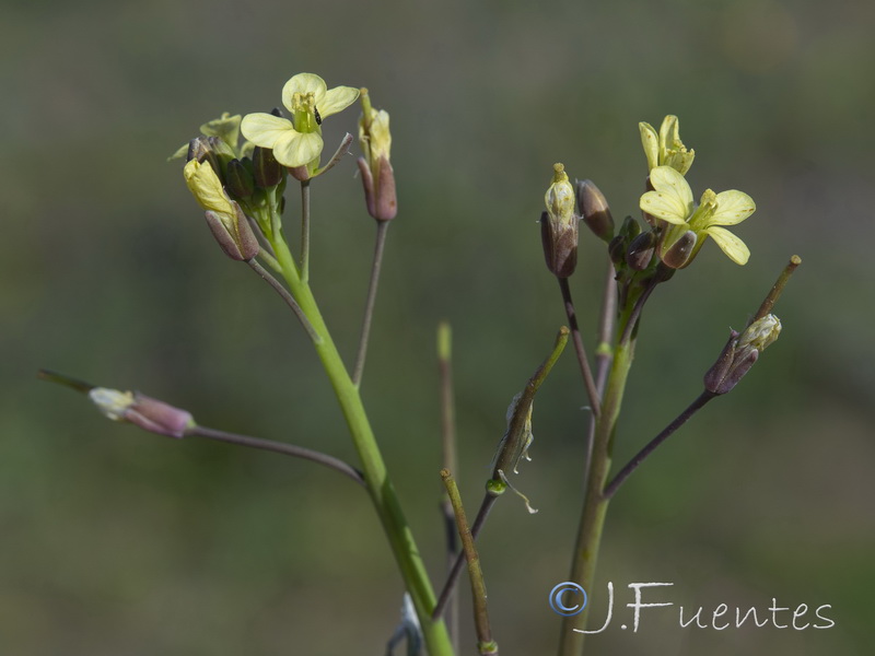 Brassica tournefortii.17