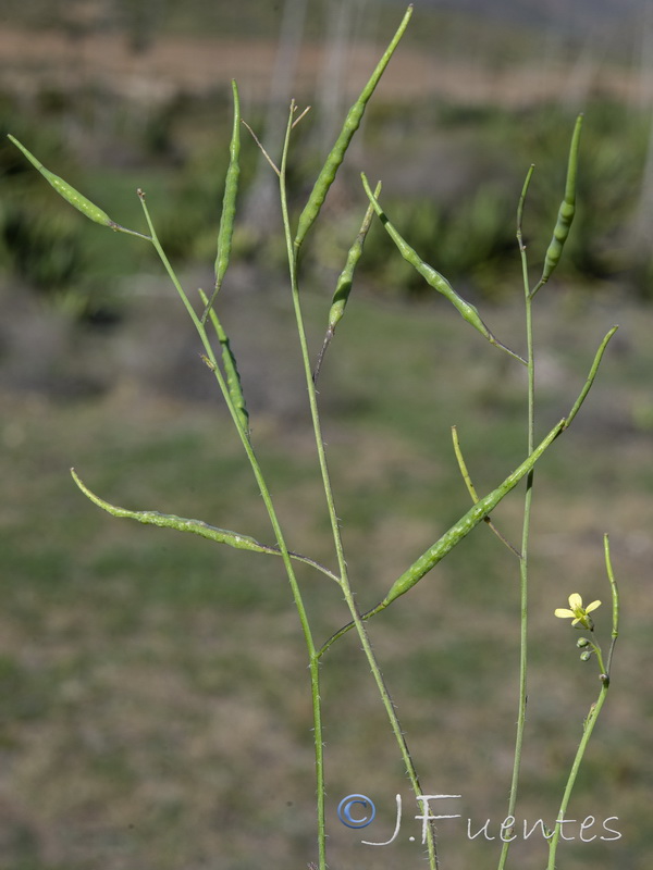 Brassica tournefortii.12
