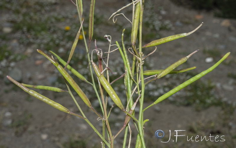 Brassica tournefortii.19