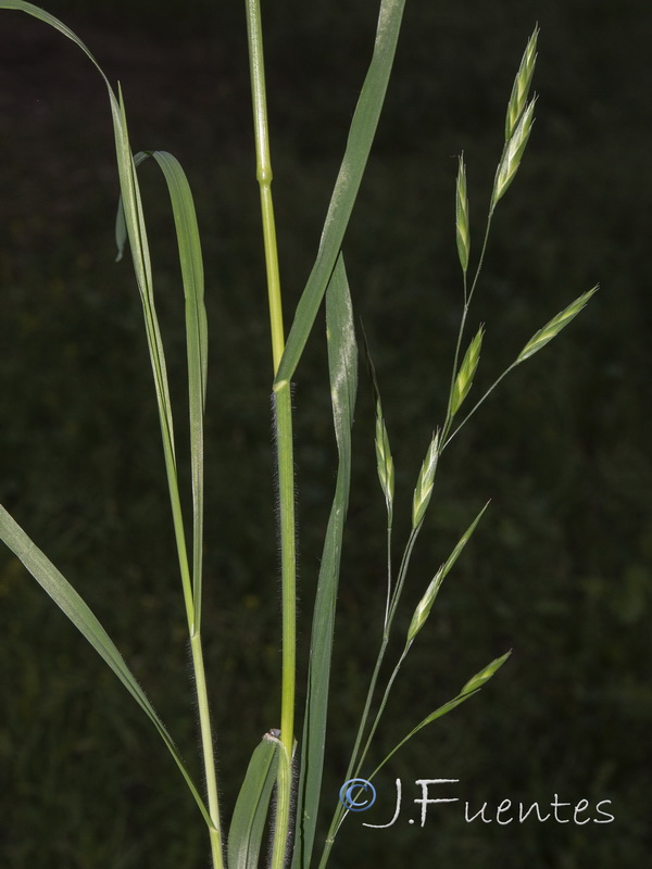 Bromus catharticus.02