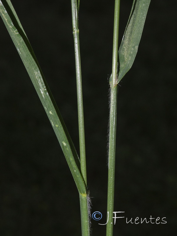 Bromus catharticus.04