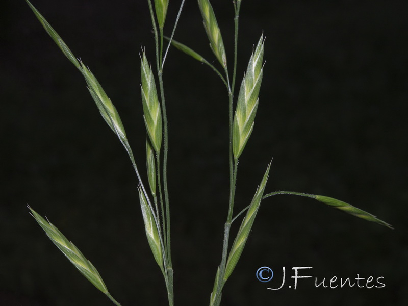 Bromus catharticus.05