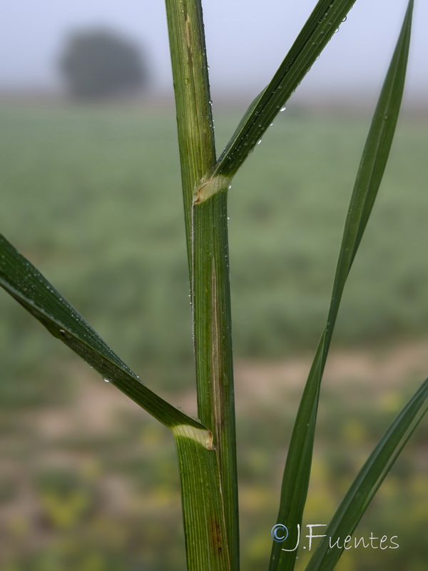 Bromus catharticus.08