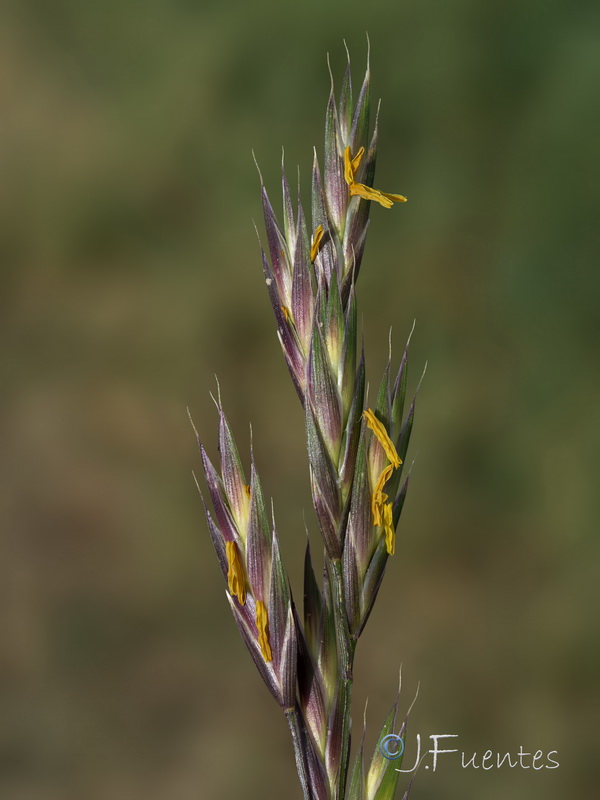 Bromus catharticus.09