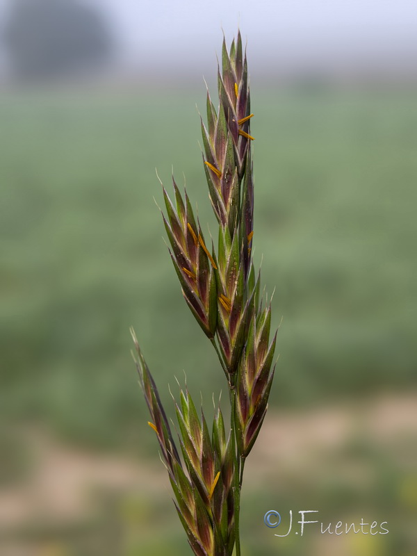Bromus catharticus.10