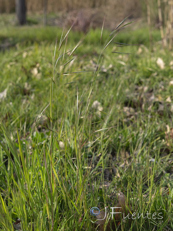 Bromus diandrus.01