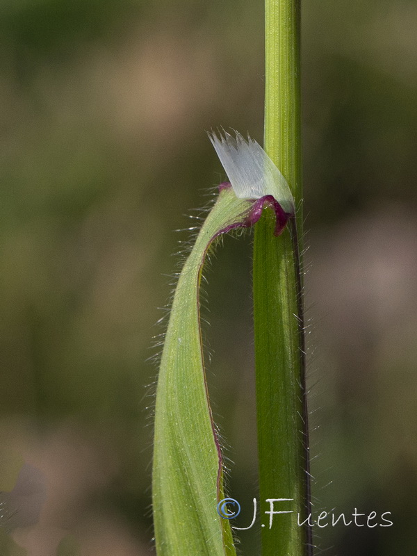 Bromus diandrus.03