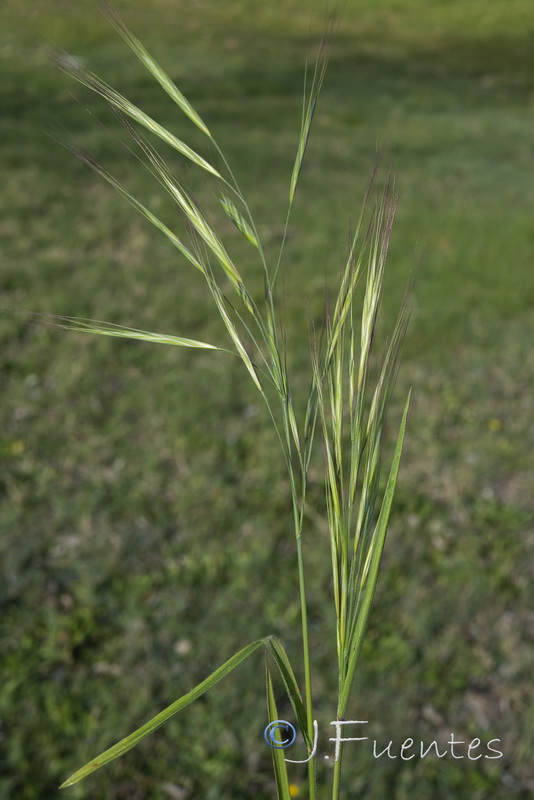 Bromus diandrus.05