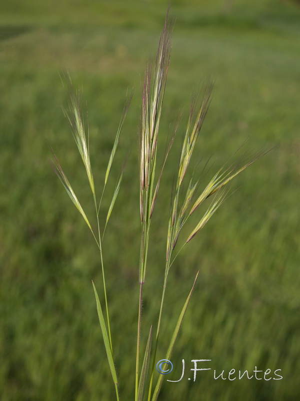 Bromus diandrus.07