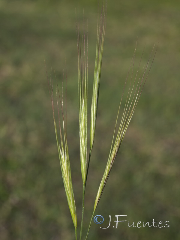 Bromus diandrus.09