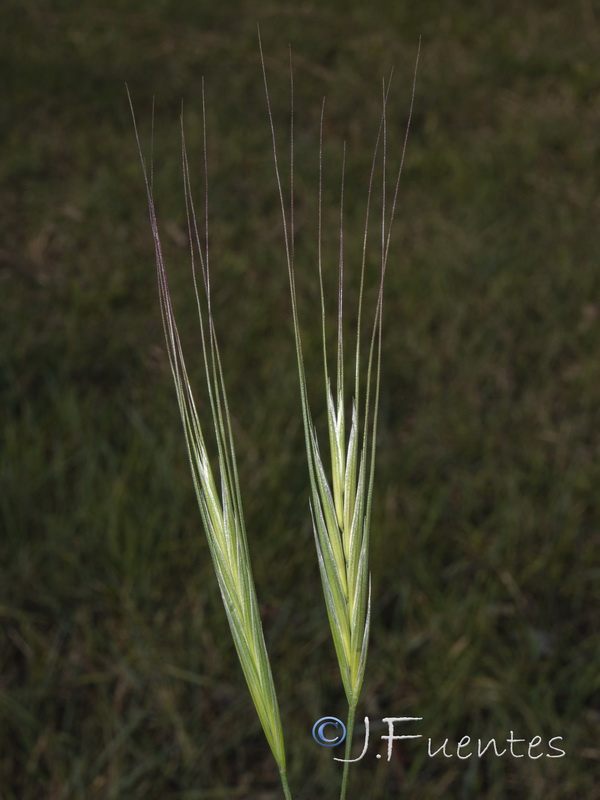 Bromus diandrus.10