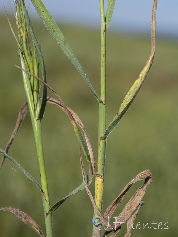 Bromus diandrus.02