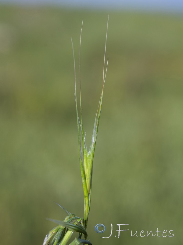 Bromus diandrus.15