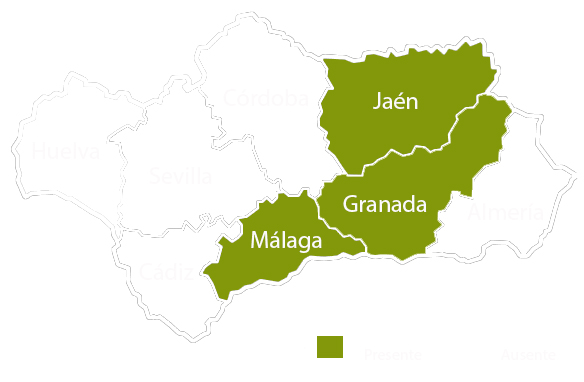 Andalucia copia