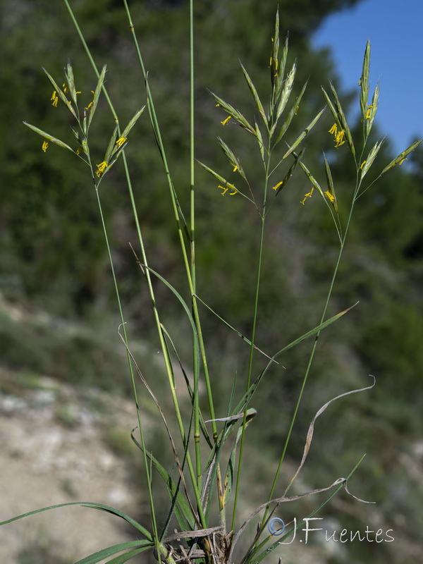 Bromus erectus.01