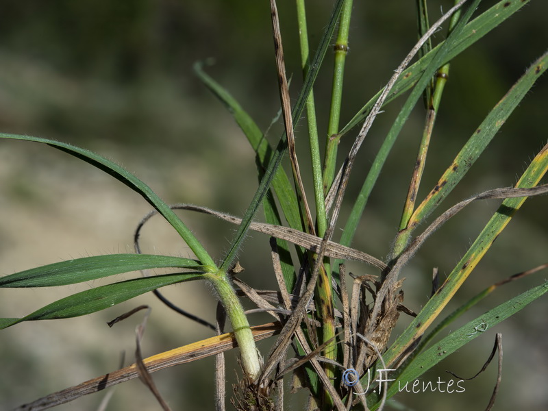 Bromus erectus.03