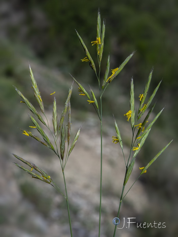 Bromus erectus.04