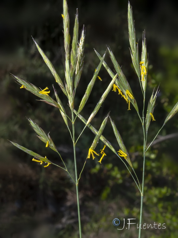 Bromus erectus.05