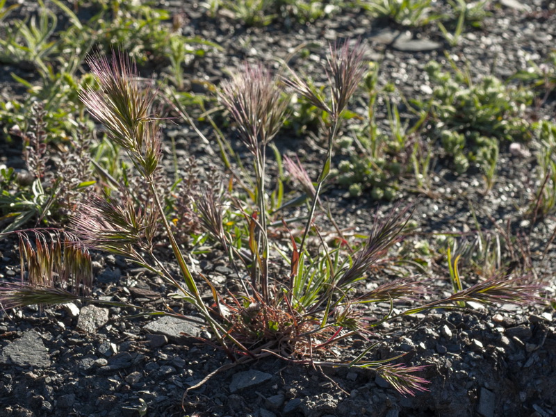 Bromus fasciculatus.01