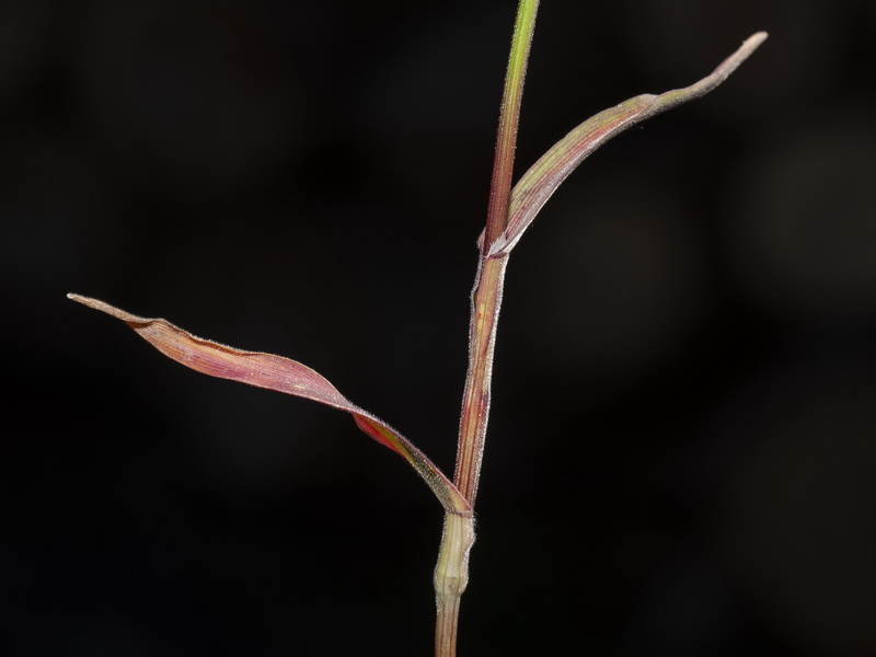 Bromus fasciculatus.03