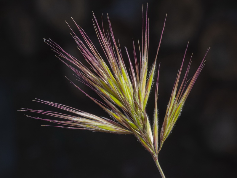 Bromus fasciculatus.07