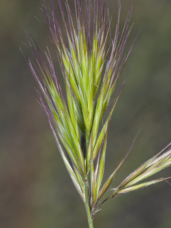 Bromus fasciculatus.08