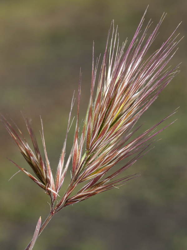 Bromus fasciculatus.09