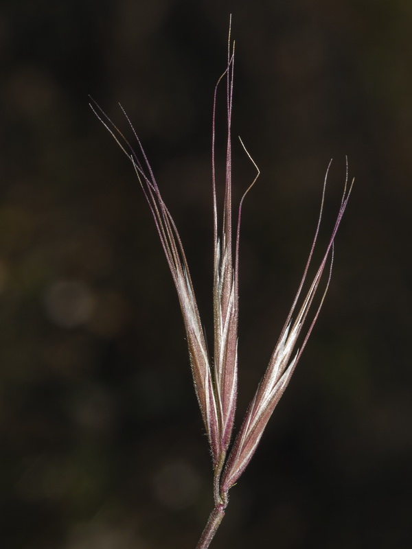 Bromus fasciculatus.11