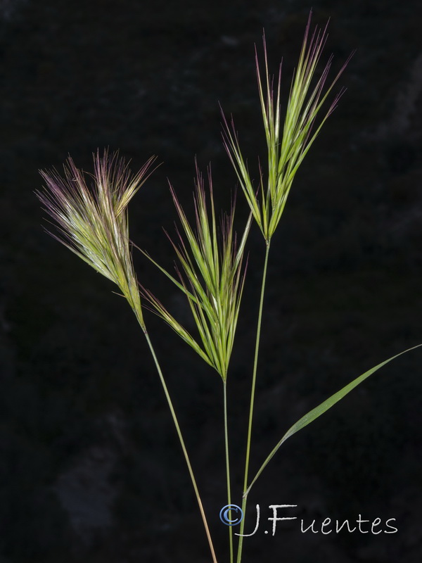 Bromus fasciculatus.12