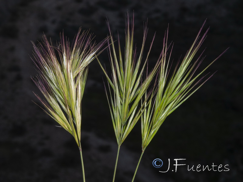 Bromus fasciculatus.13