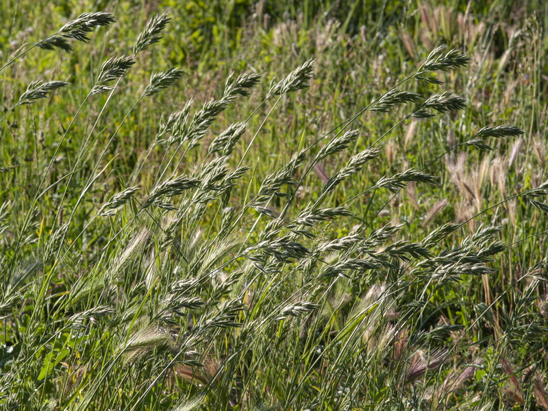 Bromus hordeaceus mediterraneus.01