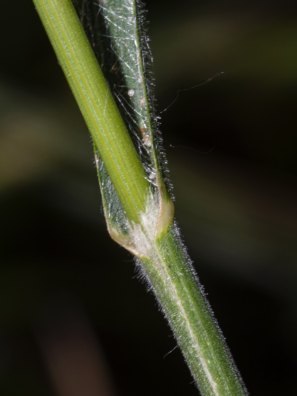 Bromus hordeaceus mediterraneus.02