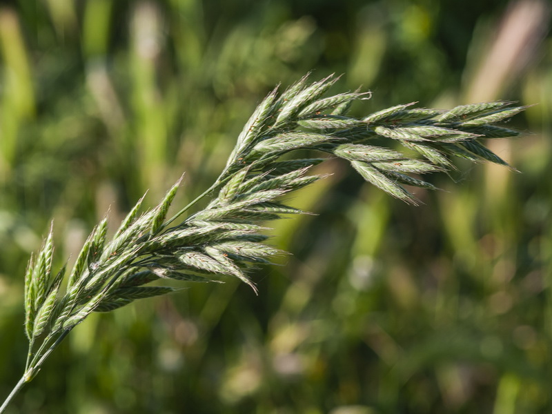 Bromus hordeaceus mediterraneus.03