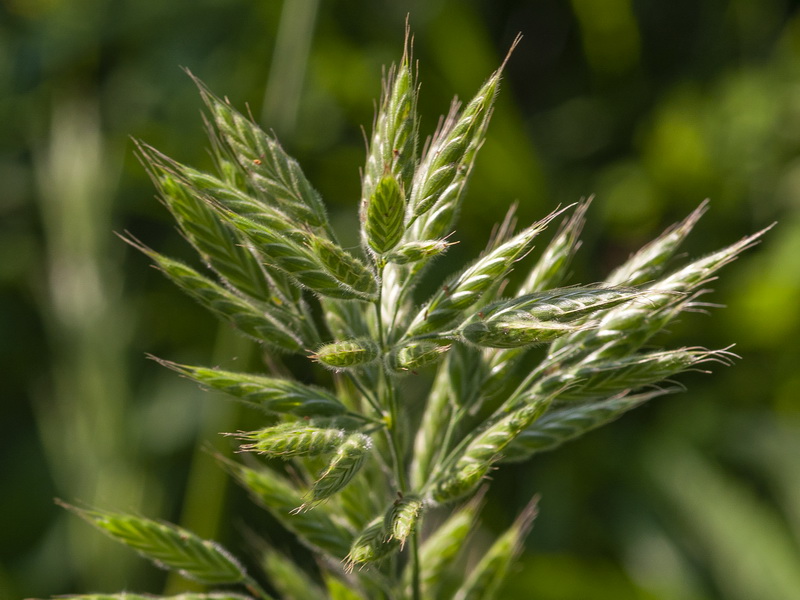 Bromus hordeaceus mediterraneus.04