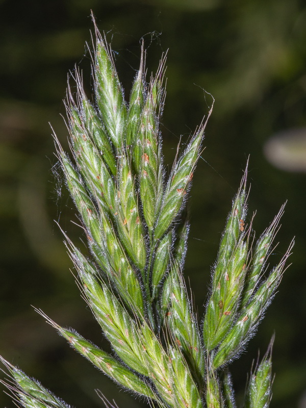 Bromus hordeaceus mediterraneus.06