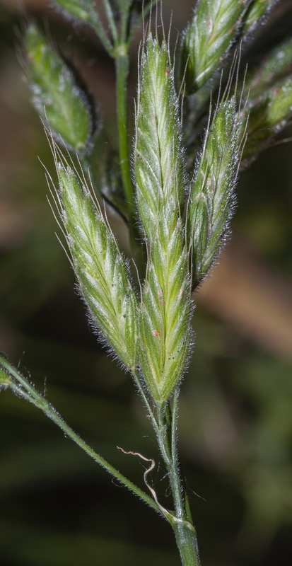 Bromus hordeaceus mediterraneus.07