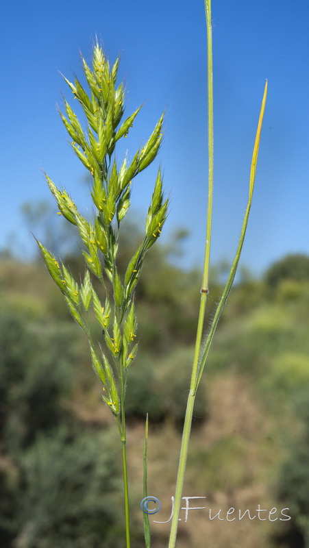 Bromus hordeaceus mediterraneus.11