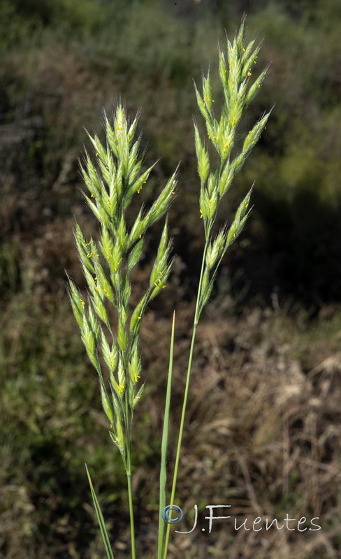 Bromus hordeaceus mediterraneus.12