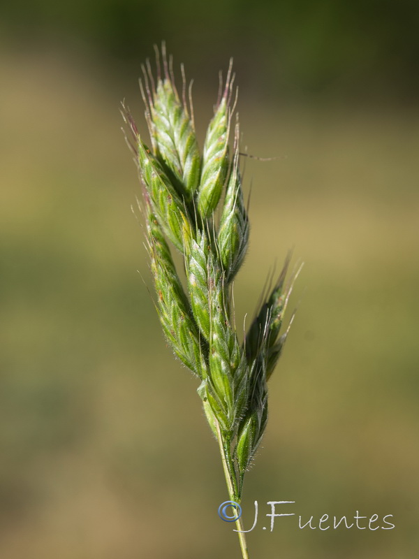 Bromus hordeaceus mediterraneus.14