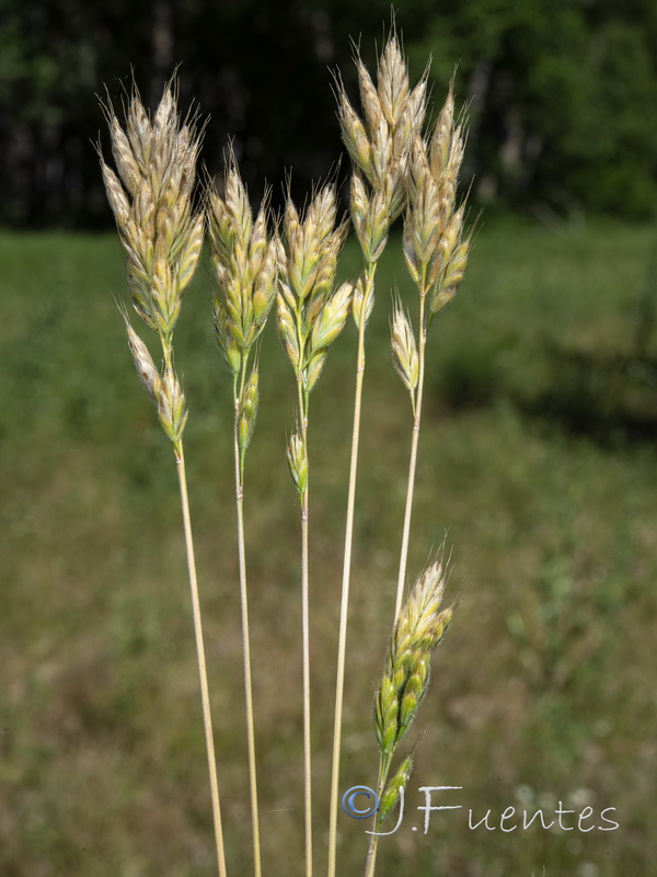 Bromus hordeaceus mediterraneus.15