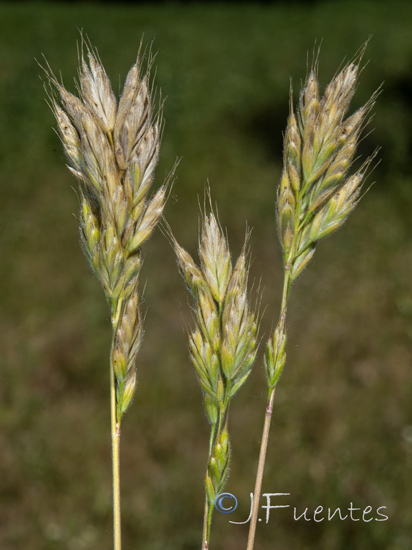 Bromus hordeaceus mediterraneus.16