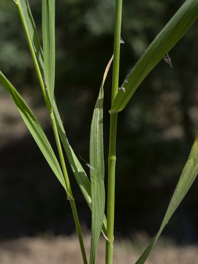 Bromus inermis.03