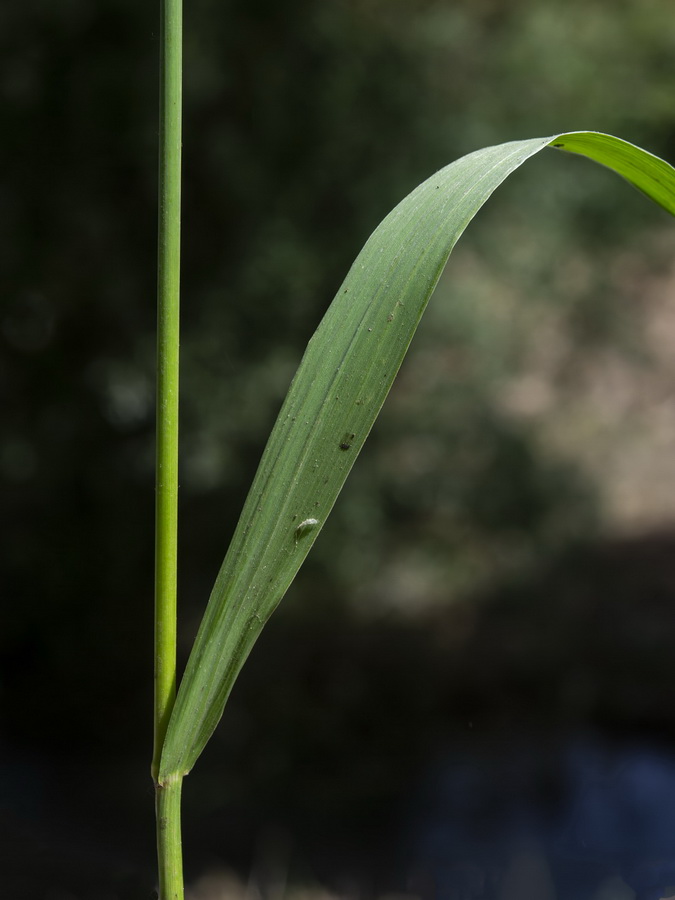 Bromus inermis.04