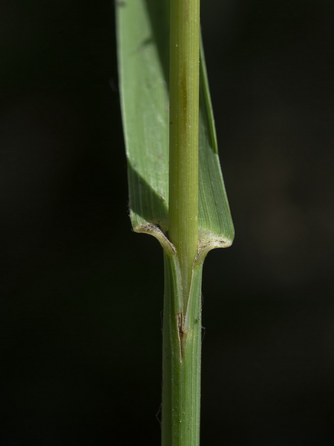 Bromus inermis.07