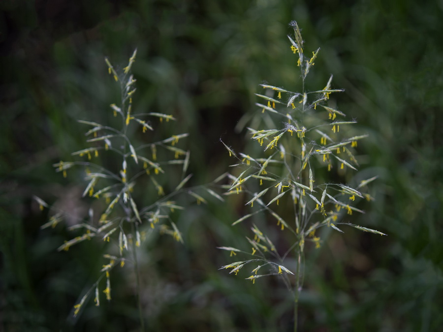 Bromus inermis.08