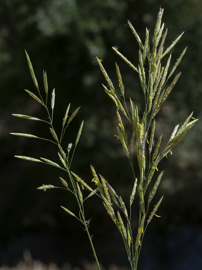 Bromus inermis.10