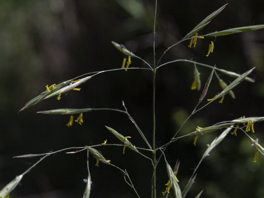 Bromus inermis.12