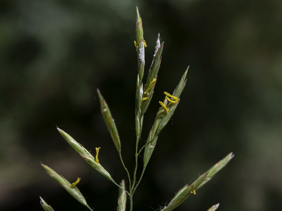 Bromus inermis.13